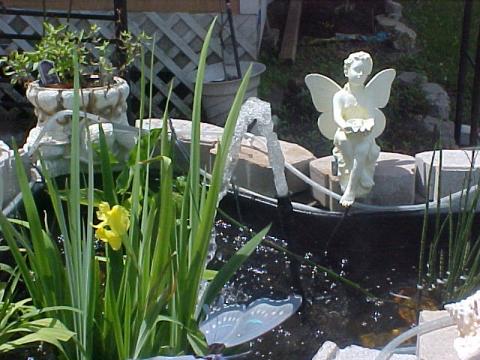 FLOWERS IN POND