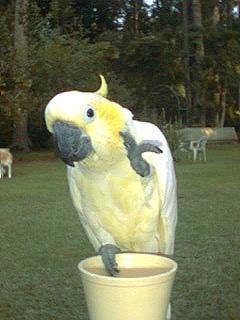 Rascal LSC Cockatoo