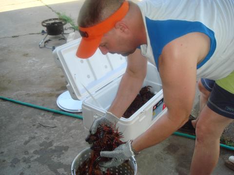 PUTTING CRAW FISH IN THE BOILING POT