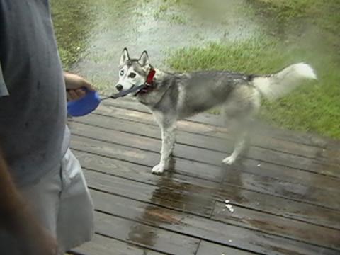 Dog out in Hurricane