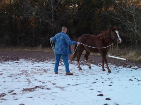 Inner horse whisper