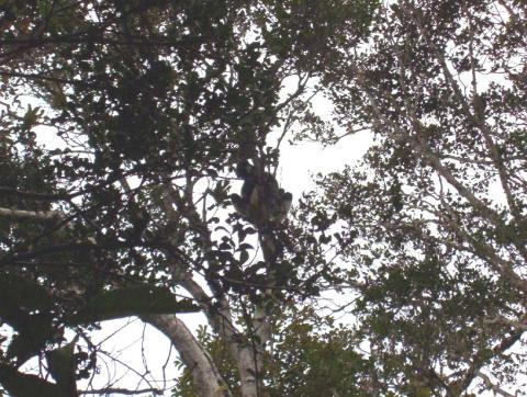 Ring Tailed Lemur - Can You See Him!!!