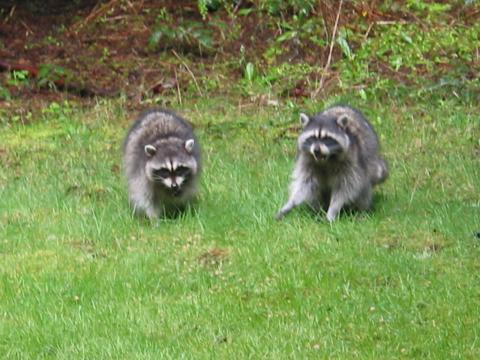 Neighborhood Racoons lookin' for food!