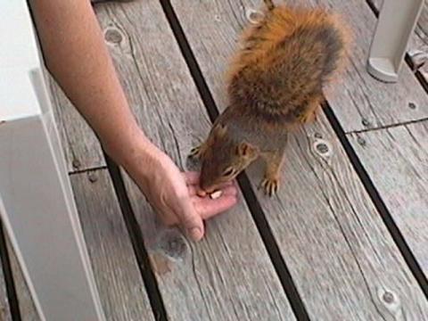 Marilyn Feeding our Squirrel