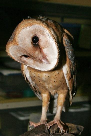 Barn owl imprint