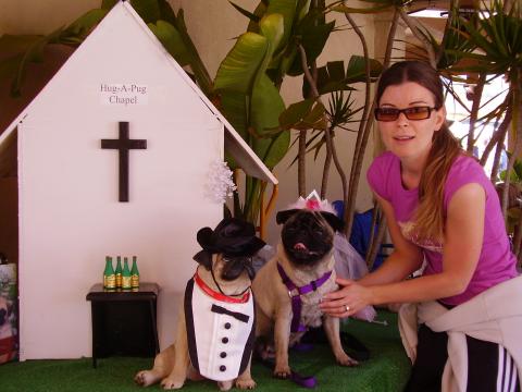 sadie posing at pug party