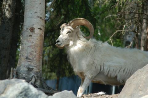 One of the many Dall Sheep
