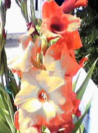 garden 2Gladiolas