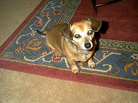 Our Dog Buffy