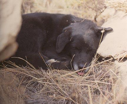 A pooped hiking buddy