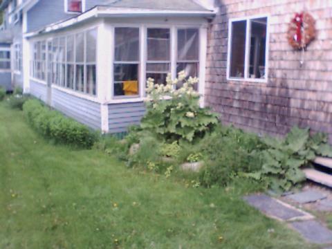 rhubarb plant