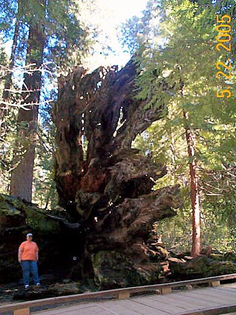 Sandra & a stump