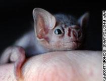 Baby bats