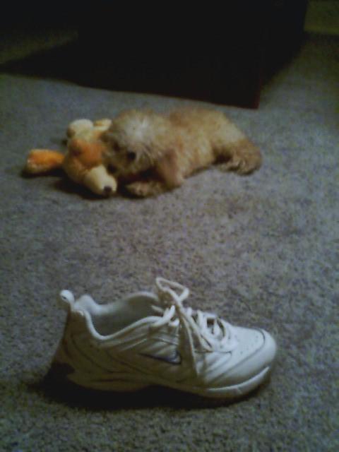 Ginger and my size 8