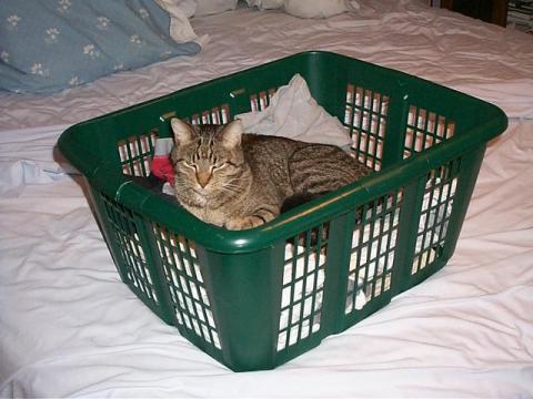 Buddy in the clothes basket