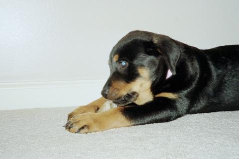 Our Rottie Pup