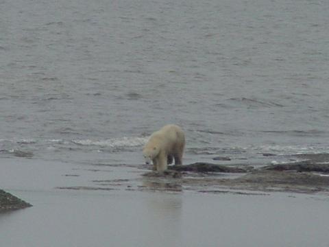 bear3northslope