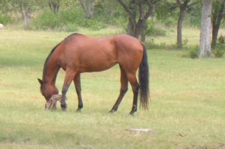 horsefawn