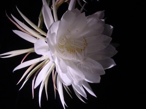 Night Blooming Cereus in my garden