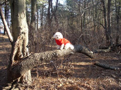 Gigi (my dog) in tree