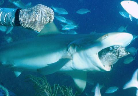 Feeding Sharks- Boca Raton, FL