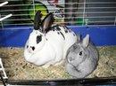 Oreo & Bugsy, my pet bunnies.