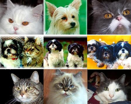 Some of Our Pets Over The Years