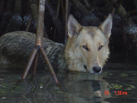 Coy in the mangroves