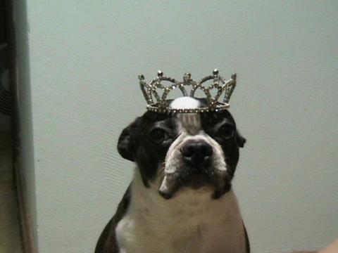 royal dog