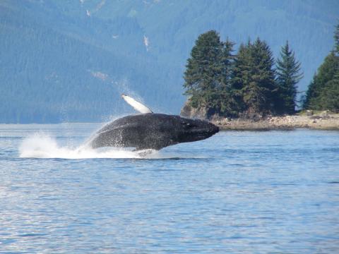 whitefin humpback