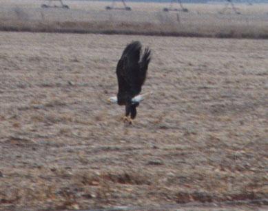 Bald Eagle, south of town