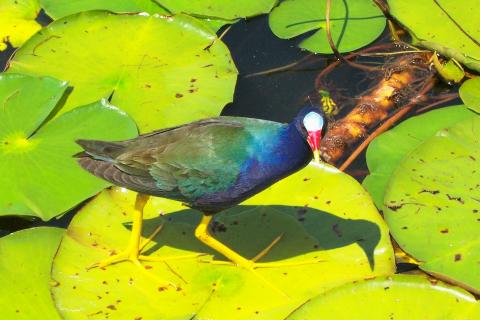 COOT LOOKING FOR HANDOUT