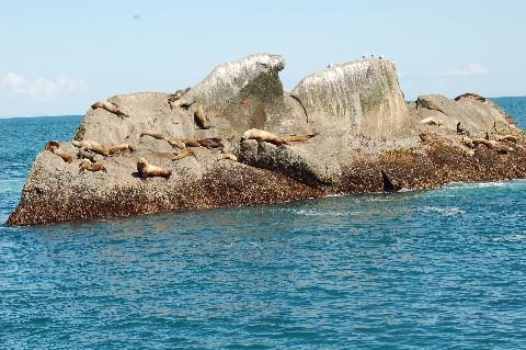 Sea Lions catching some rays