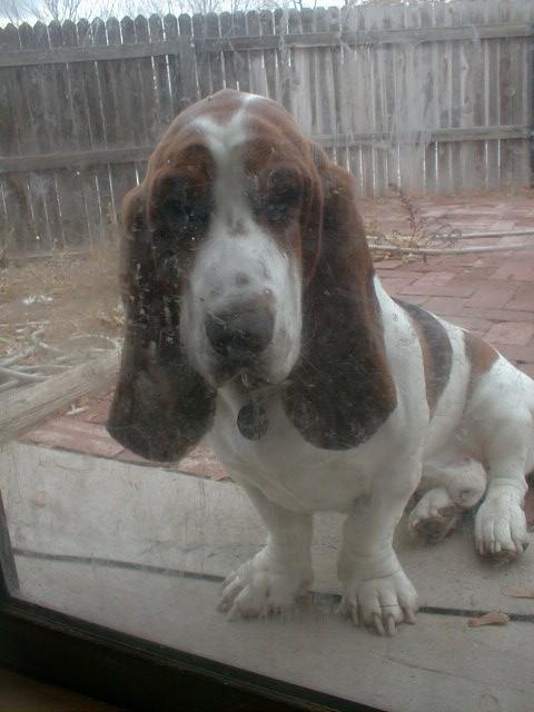 Buster Our BAsset