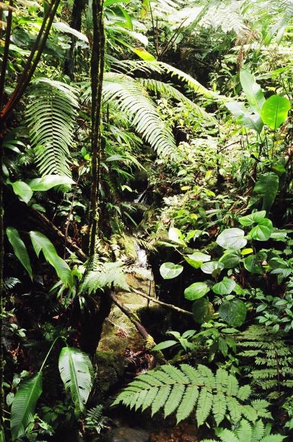 Rainforest, Dominica