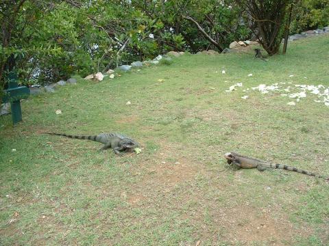 Two Iguanas at Mollys