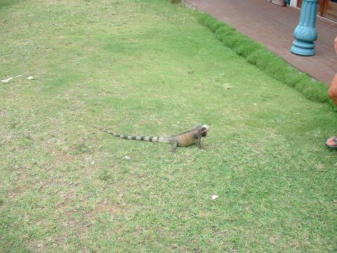 Iguana chasing me