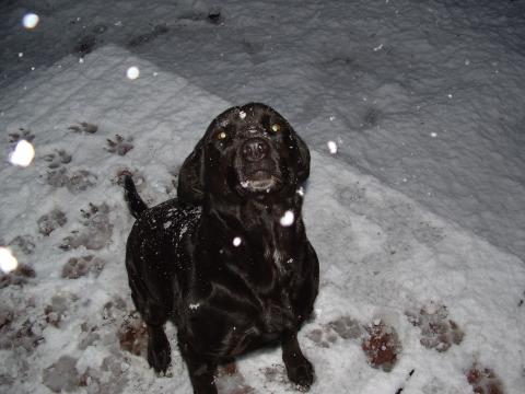 Tazz-a-Roo in snow fall of 3-9-06