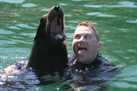 sea lions