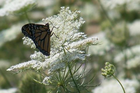 Monarch at McDonald's