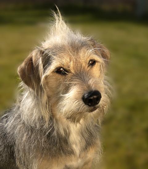 Sandy Dog Headshot A copy