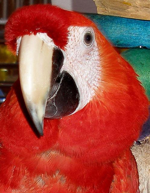 Red Birdie