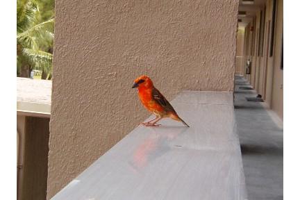 orange finch