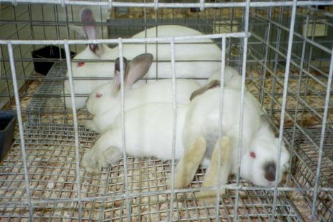 Bunny Pile