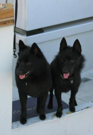 Bailey & Sydney on the M/V Big Bam Boo 2