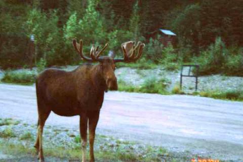 Moose! Alaska