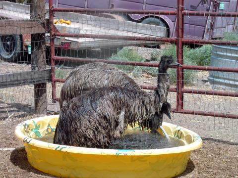 Our Emus Cooling Off