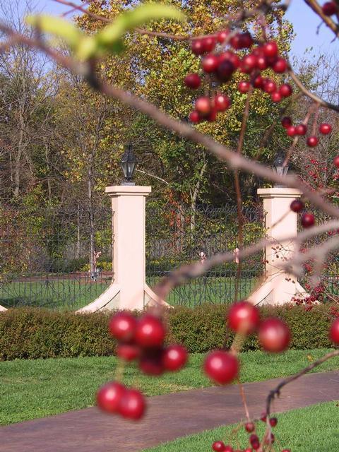 CrabApples