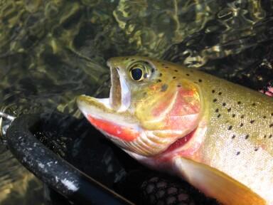 Westslope Cutthroat