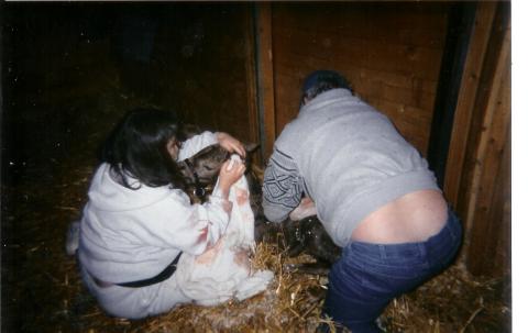 Ronnie and Suzie cleaning up our new Filly named Lilly